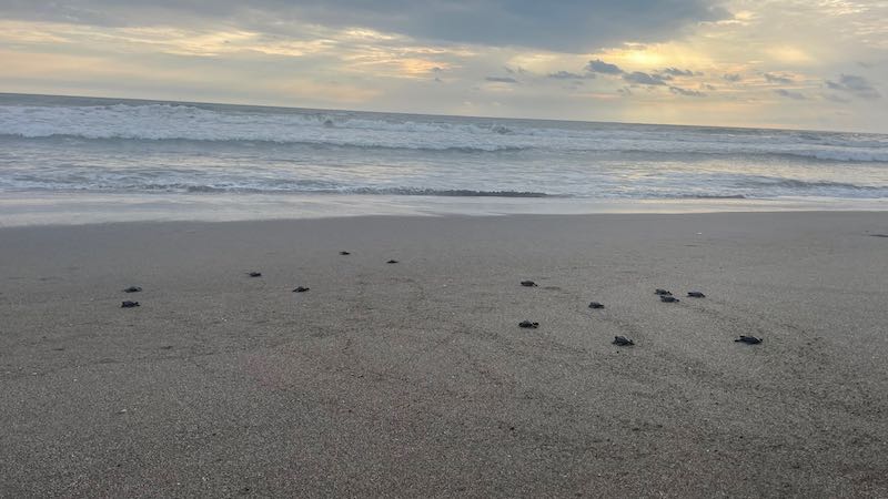 Baby sea turtles in Nicaragua making their way across the beach to the water.
