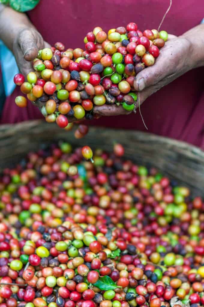Close-up of a plantation worker's hands filled with red and green coffee beans, over a barrel of freshly picked coffee beans.